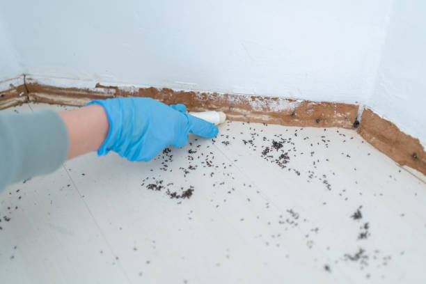 Best Wasp Removal Services  in Hemphill, TX